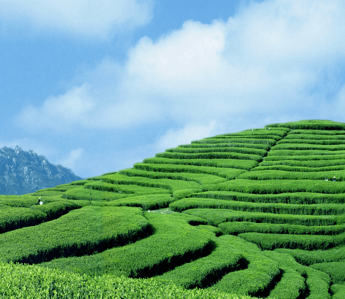 Fuding: Where the World's White Tea Begins - Moonlight Friday